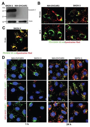 Figure 6 Size and charged functional groups differentially affect the uptake and biocompatibility of mesoporous silica and polystyrene nanoparticles in ovarian cancer cells expressing or not expressing caveolin-1. (A) Western blotting of caveolin-1 in NIH-OVCAR3 and SKOV3 cells. The filter was reprobed for actin as a reference protein for loading of the lanes. The molecular weight of the proteins is indicated. Data were reproduced in three independent experiments. (B) Colocalization of 50 nm amine-modified polystyrene nanoparticles with Lysotracker-positive acid compartments in SKOV3 cells after an incubation time of 15 minutes with 75 μg of nanoparticles. (C) Comparison of uptake and intracellular localization of 30 nm COOH-polystyrene nanoparticles in SKOV3 and NIH-OVCAR cells after incubation times of one and 24 hours with 75 μg of nanoparticles. The 30 nm COOH-polystyrene nanoparticles showed no colocalization with the acid compartment tracer, Lysotracker Red. (D) Comparison of uptake and intracellular localization of 50 nm mesoporous silica nanoparticles functionalized or not with either COOH or NH2 groups in SKOV3 and NIH-OVCAR cells after incubation times of one and 24 hours with 20 μg of nanoparticles.Note: Endosomal and lysosomal compartments were identified using the Lamp-1 antibody.