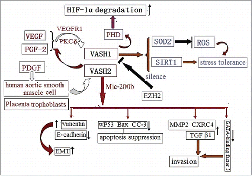 Figure 4. The VASH2 is released by both human aortic smooth muscle cells, and placenta trophoblasts, via PDGF. In a vice-versa manner, it decreases the release of VEGF and FGF2. The VASH2 is silenced by EZH2, and is trans-activated by Mic-200b, in order to promote EMT via vimentin up-regulation and E-cadherin down-regulation. This results in decreased apoptosis via the down-regulation of the wild-type of p53, Bax, and CCP-3; promotes invasions via the up-regulation of MMP2, CXRC4, and TGFβ1; and regresses the GATA-binding factor.