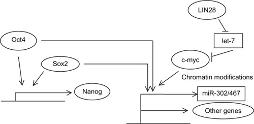 Figure 1 Schematic representation of the cooperative action of pluripotency transcription factors on promoters of target genes.