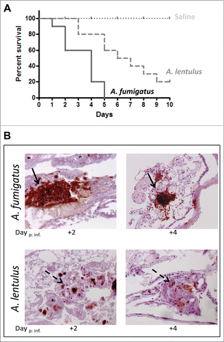 Figure 1. (A) Survival rate of G. mellonella infected with A. fumigatus (CM-237) or A. lentulus (CM-1290) (105 spores/larvae). Control group (dotted line) represent survival of larvae inoculated with saline only. (B) Histopathology of G. mellonella infected with A. fumigatus and A. lentulus, at different times points of the infection (Day +2 and +4). 20 x magnification, PAS stained. Differences between the A. fumigatus and A. lentulus infection pattern: larvae showed branched invasive hyphal growth of A. fumigatus (steady arrows) while A. lentulus was encapsulated by immune cells (dash arrows).