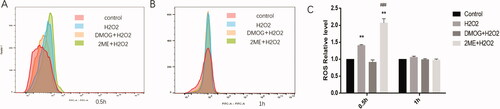 Figure 6. HIF can effectively stabilize intracellular ROS level. H2O2 (0.5 mM) was added to the culture medium, and intracellular ROS levels were detected at 0.5 h (A) and 1 h (B), respectively.