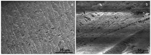 Figure 15. SEM images of (a) 0.13 vol % graphene/epoxy composite (scale bar: 25 µm) produced by solution processing method, and (b) 0.23 vol% graphene/epoxy composite (scale bar: 50 µm) prepared by freeze drying technique (adapted from reference [Citation183]).