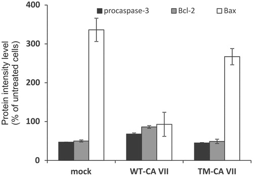 Figure 2. Quantitative analysis of apoptotic marker levels in transfected HeLa cells after treatment with SA for 16 h. In each histogram, the protein intensity level was normalized to endogenous actin and expressed as percentage with respect to untreated cells. Black histograms refer to procaspase-3 levels, gray histograms to Bcl-2 and white histograms to Bax levels.