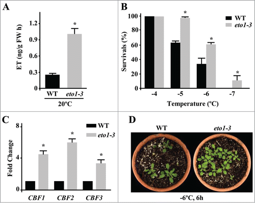 Figure 1. Arabidopsis eto1-3 mutant plants display enhanced constitutive tolerance to freezing temperatures. (A) Levels of ET, as determined by gas chromatography, in 3-week-old Col-0 (WT) and eto1-3 plants grown on soil under long day conditions at 20°C. Data are expressed as means of 3 independent experiments with 5 plants each. Bars indicate ±SD. Asterisks indicate significant differences (P < 0.05) with WT plants. (B) Freezing tolerance of 2-week-old Col-0 (WT) and eto1-3 plants grown on soil under long day conditions at 20°C and then exposed 6 hours to the indicated freezing temperatures. Freezing tolerance was estimated as the percentage of plants surviving each specific temperature after 7 days of recovery under control conditions. Data are expressed as means of 3 independent experiments with 50 plants each. Bars indicate ±SD. Asterisks indicate significant differences (P < 0.05) with WT plants. (C) Expression levels of CBF1, CBF2 and CBF3 genes, as determined by qPCR, in 2-week-old Col-0 (WT) and eto1-3 plants grown on soil under long day conditions at 20°C. Analyses were performed in triplicate with 3 independent RNA samples. Bars indicate ±SD. Asterisks indicate significant differences (P < 0.05) with WT plants. (D) Freezing tolerance of representative WT and eto1-3 plants 7 days after being exposed to −6°C for 6 hours (h).