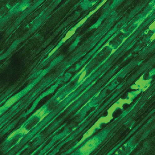 Figure 3. 20% elongation group.