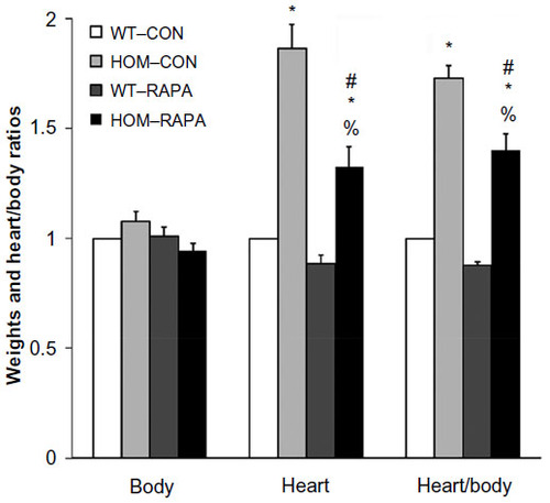 Figure 5 Body and heart weights of 10-day-old WT and mutant mice without and with rapamycin treatment.