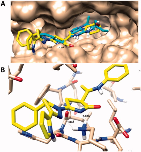 Figure 3. Molecular docking results, A: Surface representation of the co-crystallized ligand (Cyan-colored) and the docked compound 16 (yellow-colored) highlighting the binding mode. B: Two-dimentaional interaction modoe, and C: the three-dimensional ineteraction mode with Lys 89 as the key amino acid inside the CDK-2 kinase protien (PDB = 2a4l). Two-dimentional for all compounds are supported as supplementary.