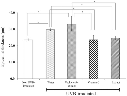 Figure 5. Epidermal thickness of mice skin tissues at 12 weeks after UVB irradiation. Skin was daily applied deionized water, vehicle for extract solution, 3% w/v vitamin C solution or 5% w/v extract solution at 2 h after UVB irradiation. Each bar represents mean ± SD of triplicate study. *p <0.05, when compared between two groups (Student’s t-test).