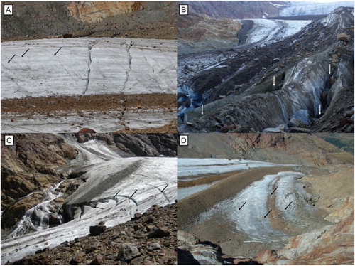 Figure 3. Examples of glaciological structures identified on Forni Glacier in the field. (A) Crevasses and crevasses traces (marked with black arrows) on the central glacier tongue. (B) Normal faults cutting the glacier moraine (marked with white arrows). (C) Ring faults located near the margin of the eastern tongue (marked with black arrows; the evolution of this feature is reported in Figure 5). (D) Circular ring faults (marked with black arrows) located on the Eastern tongue, downvalley from the icefall.