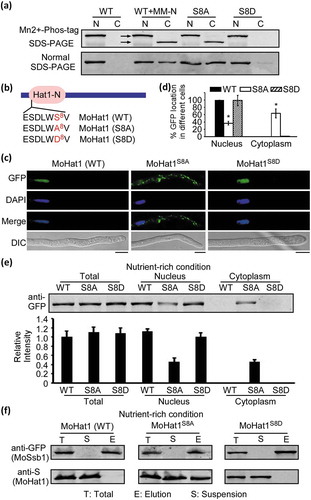 Figure 9. Phosphorylation of MoHat1 affects its subcellular localization. (a) Phosphorylation analysis of MoHat1. Nuclear and cytoplasmic proteins were extracted separately in the presence of phosphatase inhibitors and detected by Mn2+-Phos-tag SDS-PAGE and normal SDS-PAGE, respectively, and followed by immunoblotting with anti-GFP antibody. S8A, constitutively unphosphorylated mutation; S8D, phosphomimetic mutation. (b) Phosphorylated peptides of MoHat1 identified by prediction and seriatim sites mutation. MoHat1 (S8A) and MoHat1 (S8D) indicate constitutively unphosphorylated and phosphomimetic mutation strain, respectively. (c) Localization of MoHat1 and its mutant strains (S8A and S8D) during nutrient-rich conditions. Scale bars: 5 μm. (d) Quantification of the percentage of GFP fluorescence signal localized in the nucleus and cytoplasm in ∆Mohat1/MoHAT1 (MoHat1 WT), ∆Mohat1/MoHAT1S8A (MoHat1S8A) and ∆Mohat1/MoHAT1S8D (MoHat1S8D) strains. Asterisks represent significant differences (Duncan’s new multiple range test, p < 0.01). (e) Western blot analysis of MoHat1 WT, S8A, and S8D mutant strains. Total, nuclear and cytoplasmic proteins were extracted separately using the Nuclear and Cytoplasmic Protein Extraction Kit and detected with the GFP antibody. The western blots were quantified with the ODYSSEY infrared imaging system (application software Version 2.1). Bars denote standard errors from 3 independent experiments. (f) Co-IP analysis for the MoHat1-MoSsb1 interaction in MoHat1 WT, S8A, and S8D mutant strains. Western blots of total proteins, suspensions and proteins eluted from anti-GFP agarose from transformants co-expressing MoSsb1-GFP and MoHat1-S, MoSsb1-GFP and MoHat1S8A-S, and MoSsb1-GFP and MoHat1S8D-S were detected with anti-S or anti-GFP antibodies, respectively. T, total; S, suspensions; E, elution.