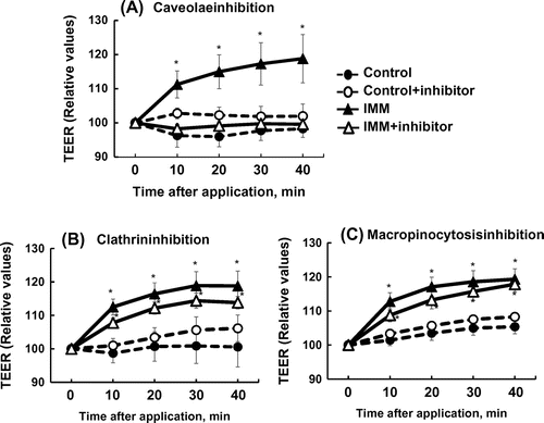 Figure 6. Effects of three endocytosis inhibitors on the increase in transepithelial electrical resistance (TEER) induced by 4%(w/v) megalo-type isomaltosaccharide (IMM) in Caco-2 cell monolayers. Nystatin (50 μmol/L) as a caveolae inhibitor, chlorpromazine hydrochloride (30 μmol/L) as a clathrin-mediated endocytosis inhibitor, and 5-(N-ethyl-N-isopropyi)-amiloride (20 μmol/L) as a macropinocytosis inhibitor were used. Asterisks indicate significant differences compared to control values at each time point (n = 5–6, p < 0.05).