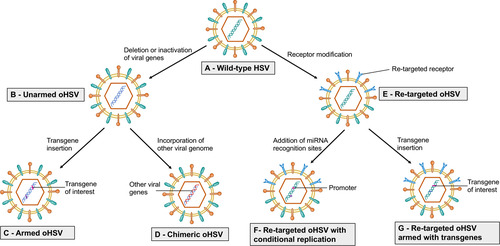 Figure 1 Strategy to enhance efficacy of oHSV as monotherapy. This figure represents different strategies to enhance the anti-GBM efficacy of oHSV. (A–B) Wild-type HSV can be genetically modified to remove or inactivate various genes to create unarmed oHSV. This is to ensure virus replication selectively occurs in cancer cells, thus enhancing the safety of oHSV (eg, dlsptk, hrR3, 1716, 3616, G207, G47∆, HSVQ1, rQNestin34.5, MG18L). (C) To further enhance oHSV efficacy, different transgene variants are incorporated into oHSV genome to generate armed oHSV. Transgene expression increases oHSV anti-cancer efficacy through enhancement of viral spread (eg, OV-CDH1, OV-ChaseM) or activation of the host immune response (eg, G47∆-mIL12, αMPD-1 scFv) or other means (See Table 3). (D) In addition, insertion of transgene that has similar function to oHSV genes but originating from other viruses is an alternative approach to enhance oHSV replication/oncolysis. oHSVs that are engineered by this method are defined as chimeric oHSV (eg, C130, C134). (E) Wild-type HSV can also be modified to enhance cancer-specificity, based on cellular surface receptor expression profile. They are known as re-targeted oHSVs, which selectively interact with various receptors that exclusively overexpressed in GBM cells but not in normal neurons/or glial cells (eg, R-LM113, KNE). This approach allows maximal oncolysis because HSV genome remains intact. (F) To enhance safety and avoid off-target effects, re-targeted oHSVs (E) can be further genetically modified to include miRNA recognition binding sites (such as miR-124 in KGE-4:T124) whose expression are distinct in GBM cells compared to healthy neurons/glial cells. These recognition-binding sites are incorporated into the untranslated region (UTR) of important genes responsible for viral pathogenicity. Based on the difference between GBM cells and healthy neurons/glial cells, these recognition binding sites can be occupied and the sequential genes are not translated in normal cells, whereas the recognition binding sites are free and viral translation takes place in GBM cells. In addition, re-targeted oHSVs (E) can be armed with different transgene of interest (G) to further enhance anti-tumor efficacy (eg, R-115, KMMP9).