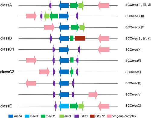 Figure 3 The structure of mec gene complex.