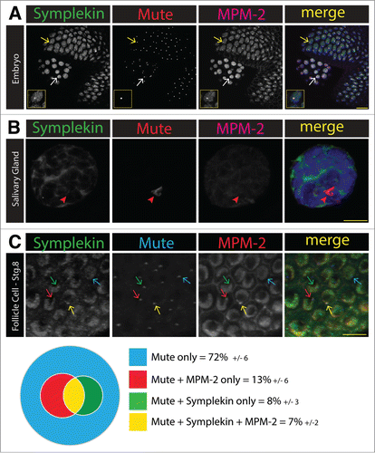 Figure 3. Symplekin concentration in the HLB is dynamic during development. (A and B). Projected confocal images of Symplekin localization in a syncytial embryo (A) and salivary gland nuclei (B). The presence of Symplekin in the HLB was determined by co-localization with the constitutive component Mute. Cyclin E/Cdk2 activity was monitored by staining with MPM-2, an antibody that recognizes phosphorylated epitopes in the HLB. Note that in the embryo, Sym enrichment was detected in both rapidly cycling somatic (yellow arrow) cells and germline (white arrow) cells that are not cycling. Both types of cells have MPM-2 positive HLBs whereas in the salivary gland nucleus, neither Sym nor MPM-2 signal was present in the large Mute positive HLB (red arrowhead). Scale bars = 10 microns. The inset shows a higher magnification image of a somatic cell. (C). Quantification of Sym HLB enrichment in endocycling stage 8 ovarian follicle cells. Ovaries were stained for Mute (blue), Sym (green) and MPM-2 (red). HLBs were defined by Mute staining, and we assessed the HLBs for co-localization with Sym and/or MPM-2. A representative projected image shows each class: Mute only (blue arrow), Mute + MPM-2 (red arrow), Mute + Symplekin (green arrow) and Mute + MPM-2 + Symplekin (yellow arrow). Quantification of individual ovaries were averaged and presented as a Venn diagram (n=6, average number of cells scored per ovary was 93 +/- 21.7). The errors represent the standard deviation.