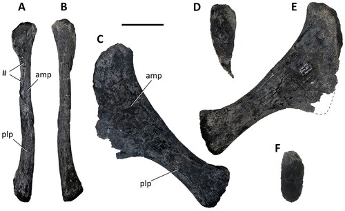 Figure 28. Comptonatus chasei gen. et sp. nov. (IWCMS 2014.80). Left sternal bone in A, ventral, B, dorsal, C, anterior, D, medial, E, posterior and F, lateral views. Abbreviations: amp, anteromedial plate; plp, posterolateral process; #, fractured surface. Scale bar represents 50 mm.