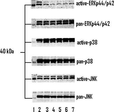 Figure 1 Determination of ERKp44/p42, p38, and JNK phosphorylation by Western blots. Lane 1: biotinylated protein ladder. Lane 2: MAPK non-activated control group. Lane 3: MAPK activated control group. Lane 4: chondrocyte cultures stimulated with 600 ng/ml β-END and blocked with 100 ng/ml naltrexone. Lanes 5–7: cell lysates from cultured articular chondrocytes stimulated with β-END in the following order: (Citation5) 6000 ng/ml, (Citation6) 600 ng/ml, and (Citation7) 60 ng/ml and stressed with 50 ng/ml NGF (ERKp44/p42), or 0.5M sorbitol (p38 and JNK) for MAPK activation.