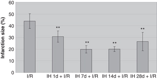 Figure 1. Effect of IH on I/R-induced myocardial infarction size in rats. **P < 0.01 versus I/R group.
