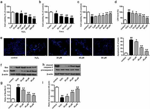 Figure 2. Phillyrin improved the activity of primary neurons damaged by H2O2. (a) Cell viability treated with different concentrations of H2O2. (b) Cell viability treated with H2O2 (100 μM) at different time. (c) Effects of phillyrin at different concentrations on H2O2-treated neuron cell viability. (d) Effects of phillyrin with different concentrations on LDH release in H2O2- treated neuron cells. (e) Images of Hoechst staining of neurons and apoptosis rate of neurons in each group. (f, g) Effects of phillyrin with different concentrations on Bax and Bcl-2 expression in H2O2- treated neurons. (h, i) Effects of phillyrin with different concentrations on pro-caspase-3 expression in H2O2- treated neurons. Note: n = 6; *P < 0.05 and **P < 0.01 compared with the H2O2 group; # P < 0.05 and ## P < 0.01 compared with the control group.