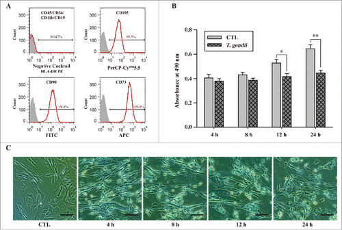 Figure 1. Characterization of hUC-MSCs and determination of cell viability after infection with T. gondii. (A) The expression levels of MSC-specific human CD markers were analyzed by flow cytometry. (B) Cell viability was measured by the MTS assays (means ± SD). * P < 0.05, ** P < 0.01 as compared with uninfected control cells. (C) The morphology of hUC-MSCs infected with T. gondii at the indicated time points. Scale bar = 100 μm.