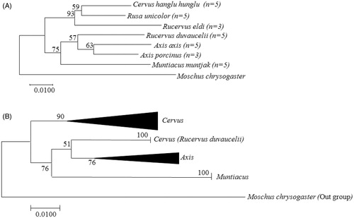 Figure 1. The evolutionary relationship among Indian Cervidae using the Neighbor-Joining method (NJ) undertaken in MEGA 7.0. (A) Topology showing the intraspecies (species level) relationship between seven Indian deer species and (B) topology showing interspecies (genus level) relationship.