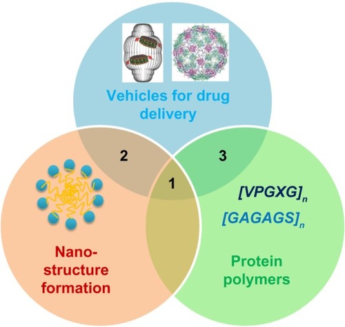 Figure 1 Design of genetically engineered drug carriers.Notes: The field of biological nanomedicine (aka “BioNano”) is emerging at the intersections between genetically engineered biomaterials, nano-assembly, and protein polymers. At intersection 1, nanomedicines are being developed from protein polymers (eg, ELP, SLP, and SELP). At intersection 2, protein-based materials (eg, viral capsids and vault proteins) are being developed as platforms for assembly of nanostructures. At intersection 3, proteins that avoid structure formation (eg, intrinsically disordered proteins and XTEN fusion proteins) are being explored for their ability to alter biodistribution and efficacy.Adapted with permission from Galaway FA, Stockley PG. MS2 viruslike particles: a robust, semisynthetic targeted drug delivery platform. Mol Pharm. 2013;10(1): 59–68.Citation55 Copyright 2013 American Chemical Society, and Buehler DC, Toso DB, Kickhoefer VA, Zhou ZH, Rome LH. Vaults engi neered for hydrophobic drug delivery. Small. 2011;7(10):1432–1439.Citation7 Copyright 2011 WILEY-VCH Verlag GmbH & Co. KGaA, Weinheim.Abbreviations: ELP, elastin-like polypeptide; SLP, silk-like polypeptide; XTEN, extended recombinant polypeptide.