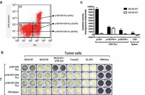 Figure 4. TIL reactivity against MC38 mainly came from p15E-specific subset.