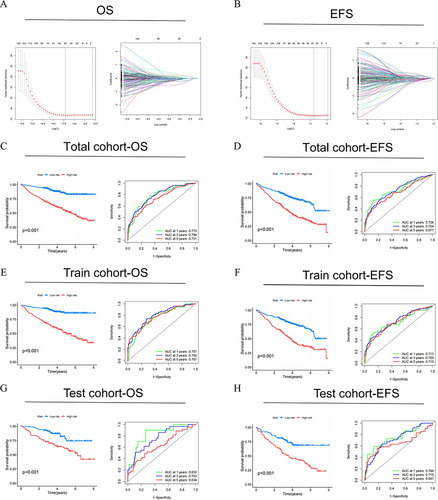 Figure 5 Construction of NK cell-related genes risk model in the MM cohort. LASSO regression and cross-validation for (A) OS group and (B) EFS group. (C, E and G) OS and (D, F and H) EFS: Kaplan–Meier curves analysis based on risk score, and ROC analysis for predicting the risk of death at 1, 3 and 5 years in MM patients in all cohort, training cohort and testing cohort.