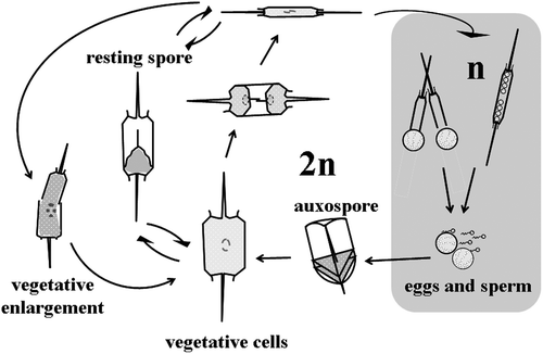 Fig. 11. Life history of Ditylum brightwellii. Size reduction occurs over time via vegetative cell division. Resting spores develop from, and germinate into vegetative cells (Hargraves, Citation1984). Sexual reproduction takes place between haploid eggs and sperm; the auxospore (diploid) is a specialized zygotic cell.