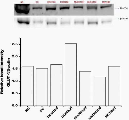 Figure 6. The expression of skeletal muscle GLUT 4 relative to β-actin by western blot. Data are represented as relative band intensity. NC: negative control; DC: diabetic control; DCM: dichloromethane-methanol (1:1) extract at 100 and 200 mg/kg bw; MeOH: 70% methanol extract at 100 and 200 mg/kg bw; MET200: metformin at 200 mg/kg bw.