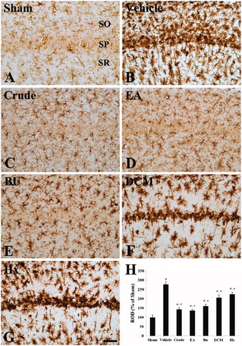 Figure 4. Iba-1 immunohistochemistry in the CA1 region of the sham- (A), vehicle- (B), crude-extract- (C), EA-fraction- (D), BU- fraction- (E), DCM- fraction- (F) and Hx fraction- (G) treated ischemia groups five days after ischemia--reperfusion. The pattern of microglia distribution in the crude-extract-, EA- and BU-fraction-treated ischemia group is similar to that detected in the sham group. SO, stratum oriens; SP, stratum pyramidale; SR, stratum radiatum. Scale bar = 50 μm. (H) Relative optical density as percent of Iba-1-immunoreactive structures in each group (n = 7 per group; *p < 0.05, significantly different from the-sham group, #p < 0.05, significantly different from the vehicle-treated ischemia group). The bars indicate the means ± SEM.