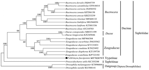Figure 1. Molecular phylogeny based on complete mitogenome of the related 19 species in family Tephritidae and 2 outgroups. Tree was constructed by maximum likelihood method with 500 bootstrap replicates. Genbank accession numbers lie after the scientific name of species. The position of F. fuscipennis is marked with solid square shape.