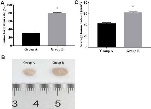 Figure 9 Tumor formation rate and tumor volume between the two groups. (A) Tumor formation rate in group A and group B; (B) Representative images of group A and group B of subcutaneous tumors. (C) average tumor volume in group A and group B.
