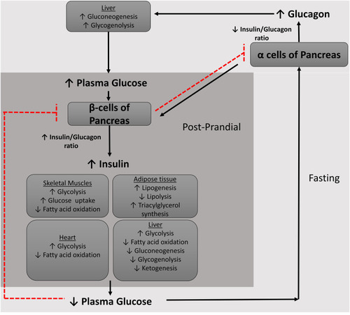 Figure 3 Regulation of blood glucose via insulin and glucagon feedback.