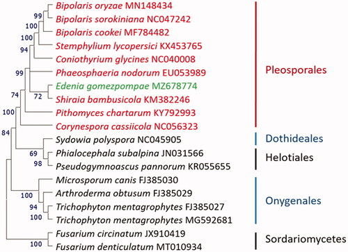 Figure 1. Maximum likelihood tree of Edenia gomezpompae and its relative fungal species. Coding DNA sequences shared by all taxa were extracted, translated, and combined in the same order before alignment with Clustal Omega (Sievers and Higgins Citation2018). 12 genes were used in the analysis (nad1, nad2, nad3, nad4, nad4 L, nad5, nad6, atp6, cob, cox1, cox2, cox3). Evolutionary history was inferred by using the maximum likelihood method and JTT matrix-based model (Jones et al. Citation1992), and rooted with two Hypocreales species in Sordariomycetes. Phylogenetic tree was prepared in MEGA11 (Tamura et al. 2016). Bootstrap supports for clades (1000 replicates) are shown above the branches.