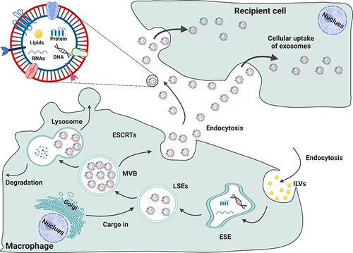 Figure 2 The formation of small extracellular vesicles derived from macrophages. The cytoplasmic membrane of Mφs initially invaginates to form endocytic vesicles, and multiple endocytic vesicles fuse to form early-sorting endosomes (ESEs). The ESEs then invaginate, encapsulating intracellular material in the process and further transforming into late-sorting endosomes (LSEs), which are known as multivesicular bodies (MVBs). MVBs then fuse with the cytoplasmic membrane and release EVs into the extracellular space.