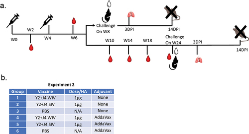 Figure 2. Mouse experimental 2 outline.