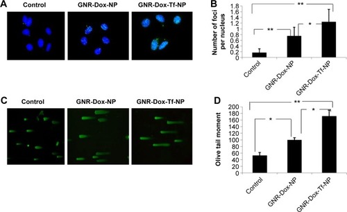 Figure 7 Treatment with GNR-Dox-Tf-NP induced tumor cell DNA damage.Notes: (A) H2AX foci staining indicating DNA damage. (B) Histogram representing the number of H2AX foci per nucleus per treatment. (C) Comet assay showed that GNR-Dox-Tf-NP-treated cells had longer tails, indicative of greater DNA damage, than did GNR-Dox-NP-treated and untreated control cells. (D) Quantitative representation of the Olive tail moment showed that GNR-Dox-Tf-NP produced significant DNA damage compared with other treatment groups. *P<0.05; **P<0.0001.Abbreviations: GNR-Dox-NP, gold nanorod-doxorubicin-nanoparticle; GNR-Dox-Tf-NP, gold nanorod-doxorubicin-transferrin-nanoparticle.