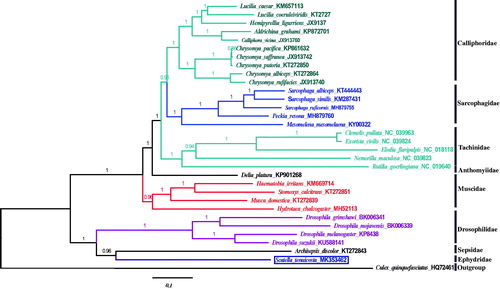 Figure 1. Phylogenetic position of S. tenuicosta based on a comparison with 13 concatenated PCGs of 31 other species in Diptera using Bayesian tree estimate methods. Numbers on branches indicated posterior probablility. Culex quinquefasciatus was used as outgroup. GeneBank accession numbers of each species were listed in the tree after the scientific name.