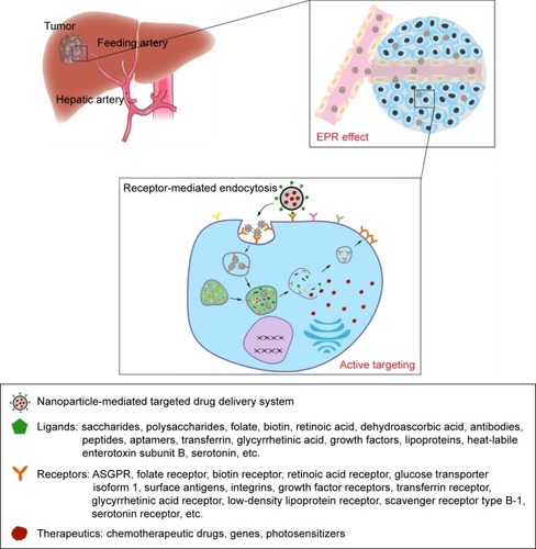 Figure 1 The schematic diagram of ligand-based targeted therapy of NTDDS for HCC through EPR effect and active targeting.Abbreviations: NTDDS, nanoparticle-mediated targeted drug delivery system; HCC, hepatocellular carcinoma; EPR, enhanced permeability and retention; ASGPR, asialoglycoprotein receptor.