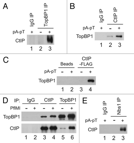 Figure 2 CtIP interacts in a regulated manner with TopBP1 and Nbs1 in Xenopus egg extracts. (A) Control IgG (lane 1) and anti-TopBP1 immunoprecipitates (IP) from interphase extracts incubated in the absence (lane 2) or presence of pA-pT (lane 3) were immunoblotted for CtIP. (B) Control IgG (lane 1) and anti-CtIP IPs from interphase extracts incubated in the absence (lane 2) or presence of pA-pT (lane 3) were immunoblotted for TopBP1. (C) Anti-FLAG antibody beads containing no recombinant protein (lanes 1 and 2) or CtIP-FLAG (lanes 3 and 4) were incubated in egg extracts in the absence or presence of pA-pT. Beads were retrieved and immunoblotted with anti-TopBP1 antibodies. (D) Control IgG (lanes 1 and 2), anti-CtIP (lanes 3 and 4) and anti-TopBP1 (lanes 5 and 6) IPs from nuclear fractions isolated from interphase extracts supplemented with demembranated sperm nuclei in the absence or presence of 0.1 U/µl of PflMI. Isolated nuclear fractions were subjected to SDS-PAGE and immunoblotted with anti-TopBP1 and anti-CtIP antibodies. (E) Control IgG (lane 1) and anti-Nbs1 IPs from interphase extracts incubated in the absence (lane 2) or presence of pA-pT (lane 3) were immunoblotted for CtIP.