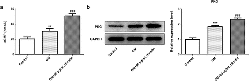 Figure 3. Hirudin treatment elevated cGMP concentration in HBMSCs. (a) cGMP in supernatants of HBMSCs with Hirudin treatment for about 48 h was determined by ELISA. (b) Western blot detected the expression of PKG. Error bars represent the mean ± SD from three independent experiments. **P < 0.01 vs. Control. ###P < 0.001 vs. OM.
