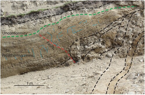 Figure 11. Detail of upper part of the south wall of the Lug Creek Trench. Black dashed lines show bedding and red dashed line shows the inferred fault. Solid blue lines show weathering features interpreted as biotubules, which provide evidence of tectonic tilting. Upper deformation limit (pre-faulting ground surface) is approximate.