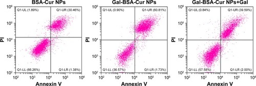 Figure 13 Cell apoptosis effect of blank, Cur, BSA-Cur NPs, Gal-BSA-Cur NPs, and Gal-BSA-Cur NPs+Gal on HepG2 cells.Abbreviations: BSA-Cur NPs, curcumin-loaded BSA nanoparticles; Cur, curcumin; Gal, galactose; Gal-BSA-Cur NPs, curcumin-loaded galactosylated BSA nanoparticles; PI, propidium iodide.