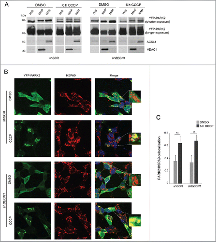 Figure 5. PARK2 localization at MAM. (A-C) shSCR and shBECN1 SH-SY5Y cells, overexpressing YFP-PARK2, were treated with DMSO or 25 μM CCCP for 6 h. (A) Immunoblots of subcellular fractions subjected to gradient centrifugation, resolved in SDS-PAGE and revealed with specific antibodies. VDAC1 was used as a marker of pure mitochondria, whereas ACSL4 was adopted as a MAM-specific marker. PNS, post-nuclear supernatant; MitoP, pure mitochondria; MAM, mitochondria-associated membranes. PARK2 accumulation after CCCP treatment is more appreciable at higher exposure; the upper bands evident at lower exposure reflect PARK2 ubiquitination. Separated lines indicate that we joined together distant parts from the same gel. (B) Confocal analysis of YFP-PARK2 and the MAM-localized protein HSPA9. The insets display enlarged views of colocalized areas. Scale bar: 10 μm. (C) Histogram reporting Mander's overlap coefficients relative to YFP-PARK2 and HSPA9 colocalization shown in (B) (mean ± SD of n = 3, 10 cells per experiments). **p < 0.001.
