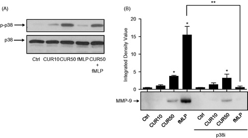 Figure 3. Curcumin does not further increase fMLP-induced p38 MAPK in human PMN and does not increase MMP-9 protein expression via p38 MAPK-dependent mechanism. (A) Cells (10 × 106 cells/ml complete RPMI 1640) were stimulated for 30 min with buffer (Ctrl), 10 μM curcumin (CUR10), 50 μM curcumin (CUR50), 10−9 M fMLP, or a mixture of CUR50 + fMLP; p38 MAPK activation was assessed by Western blot analysis. (B) Cells were treated as above but pre-incubated with diluent or 2 μM of p38 MAPK inhibitor (p38i) for 30 min; MMP-9 protein expression was studied by Western blot analysis. (A) Results from one representative experiment (of three). Equivalent loading was evaluated by expression of un-phosphorylated p38. (B) Densitometric analysis is plotted in a bar graph (integrated density value) to quantify MMP-9 protein expression (mean ± SEM, n = 3). Bottom: results from one representative experiment.