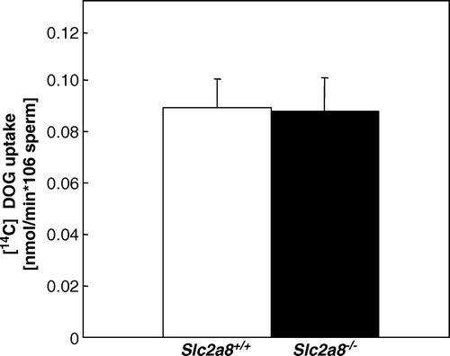 Figure 4.  Uptake of [14C]-2deoxyglucose by sperm of 12 weeks old Slc2a8+/ +  and Slc2a8−/ −  mice. Each bar represents the mean and SE of observations from 6 mice.