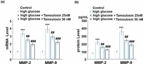 Figure 3. Tamsulosin alleviated high glucose-induced expressions of MMP-2 and MMP-9. (a). mRNA of MMP-2 and MMP-9; (b). Protein of MMP-2 and MMP-9 (***, P < 0.005 vs. vehicle group; ##, ###, P < 0.05, 0.01 vs. high glucose group, N = 4–5)
