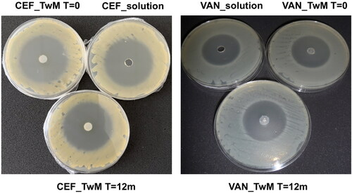 Figure 14. The inhibition zones of tested formulations: with CEF (on the left) and VAN (on the right). Freshly prepared SEO formulations and antibiotic solutions (T = 0) and SEO formulations after 12 months of storage at 25 °C (T = 12 months) are compared.