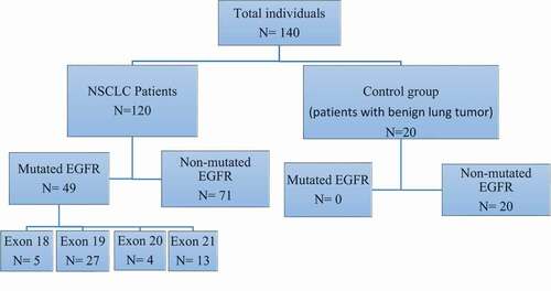 Figure 1. Flow diagram of the study showing the enrolled groups and the detected mutated exons in EGFR gene. As shown; 120 NSCLC patients and 20 control group were enrolled in the study. 49/120 of NSCLC patients have mutated EGFR with high incidence mutations in exon 19, 21,18 and 20. No mutations were detected in the control group. EGFR, epidermal growth factor receptor; NSCLC, non-small-cell lung cancer.