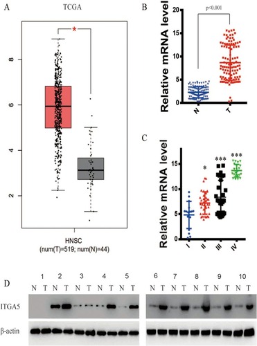Figure 1 ITGA5 was upregulated in OSCC. (A) The expression difference of ITGA5 in TCGA database. (B) The relative mRNA level of ITGA5 of our own database. (C) The relative mRNA level of ITGA5 in different stages of tumour. (D) Western blot of ITGA5 in 12 paired OSCC and normal tissue. All the samples were taken from tongue. Stage I: sample 1.2. Stage II: sample 3.4. Stage III: sample 5.6.7. Stage IV: sample 8.9.10.*p<0.05, ***p<0.001.